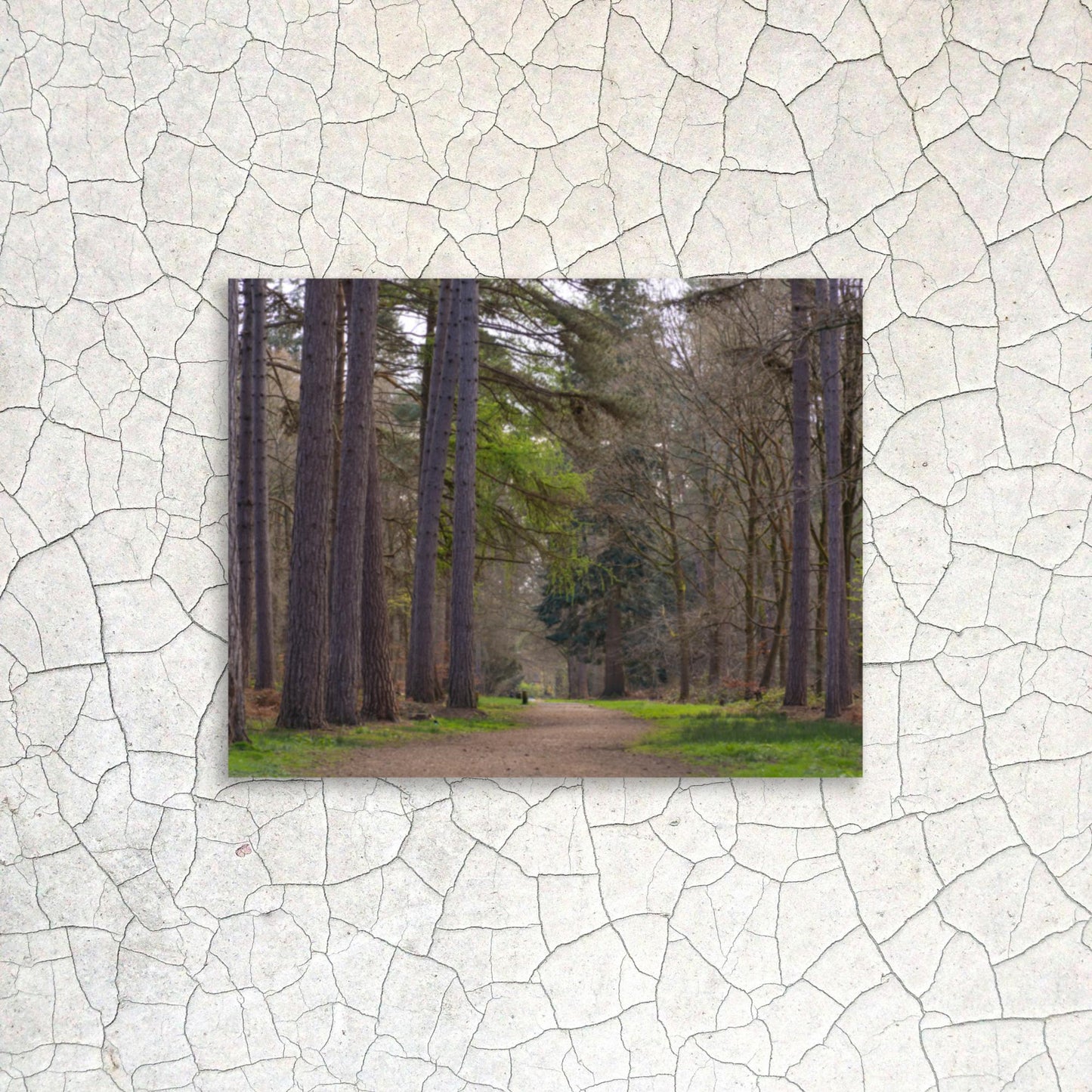 No. 9940A Fine Art Forest Path Matte Paper Print