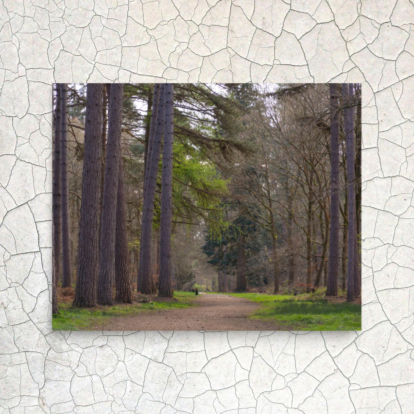 No. 9940A Fine Art Forest Path Matte Paper Print