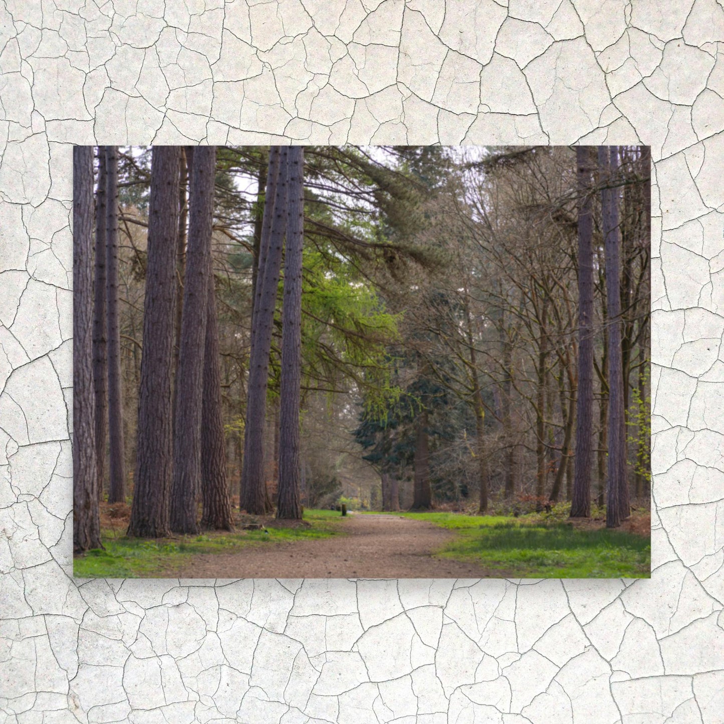 No. 9940A Fine Art Forest Path Matte Paper Print